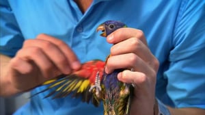 Bondi Vet, Season 1 Episode 5 image
