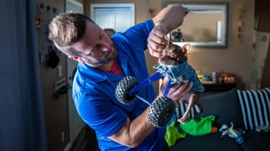 The Wizard of Paws, Season 1 Episode 3 image