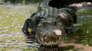 Gator Boys, Season 5 Episode 5 image