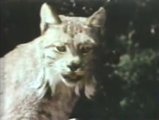 The Magical World of Disney, Season 18 Episode 8 image