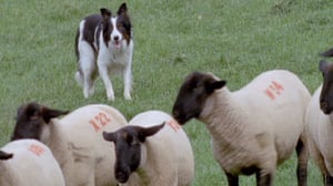 Monsterquest, Season 3 Episode 20 image