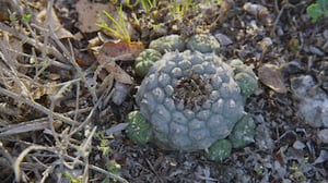 How to Change Your Mind, Season 1 Episode 4 image