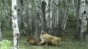 Funniest Pets & People, Season 3 Episode 7 image