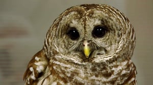 The Vet Life, Season 3 Episode 7 image