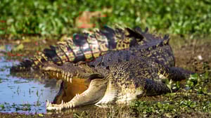 The Crocodile Hunter, Season 3 Episode 6 image