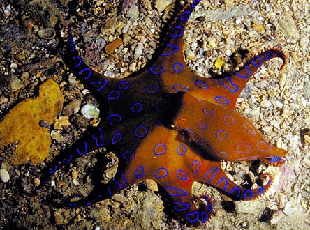 Nature "The Venom Cure" - Blue-ringed octopus