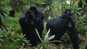 Kingdom of the Apes, Season 1 Episode 1 image