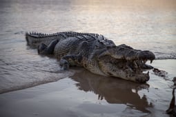 Outback Wrangler, Season 4 Episode 8 image