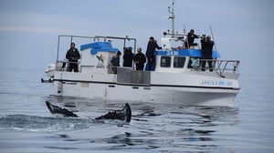 Ocean Treks with Jeff Corwin, Season 2 Episode 18 image