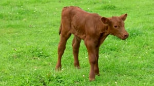 Bondi Vet, Season 5 Episode 6 image