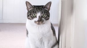 My Cat from Hell, Season 4 Episode 16 image