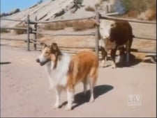 Lassie, Season 18 Episode 12 image