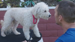 Lucky Dog, Season 5 Episode 4 image