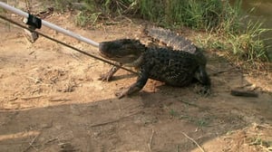 Gator Boys, Season 3 Episode 8 image