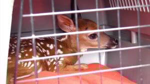 Hope in the Wild, Season 1 Episode 10 image