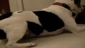 Funniest Pets & People, Season 6 Episode 15 image