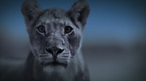 Night on Earth, Season 1 Episode 6 image