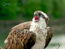 Nature, Season 40 Episode 2 image